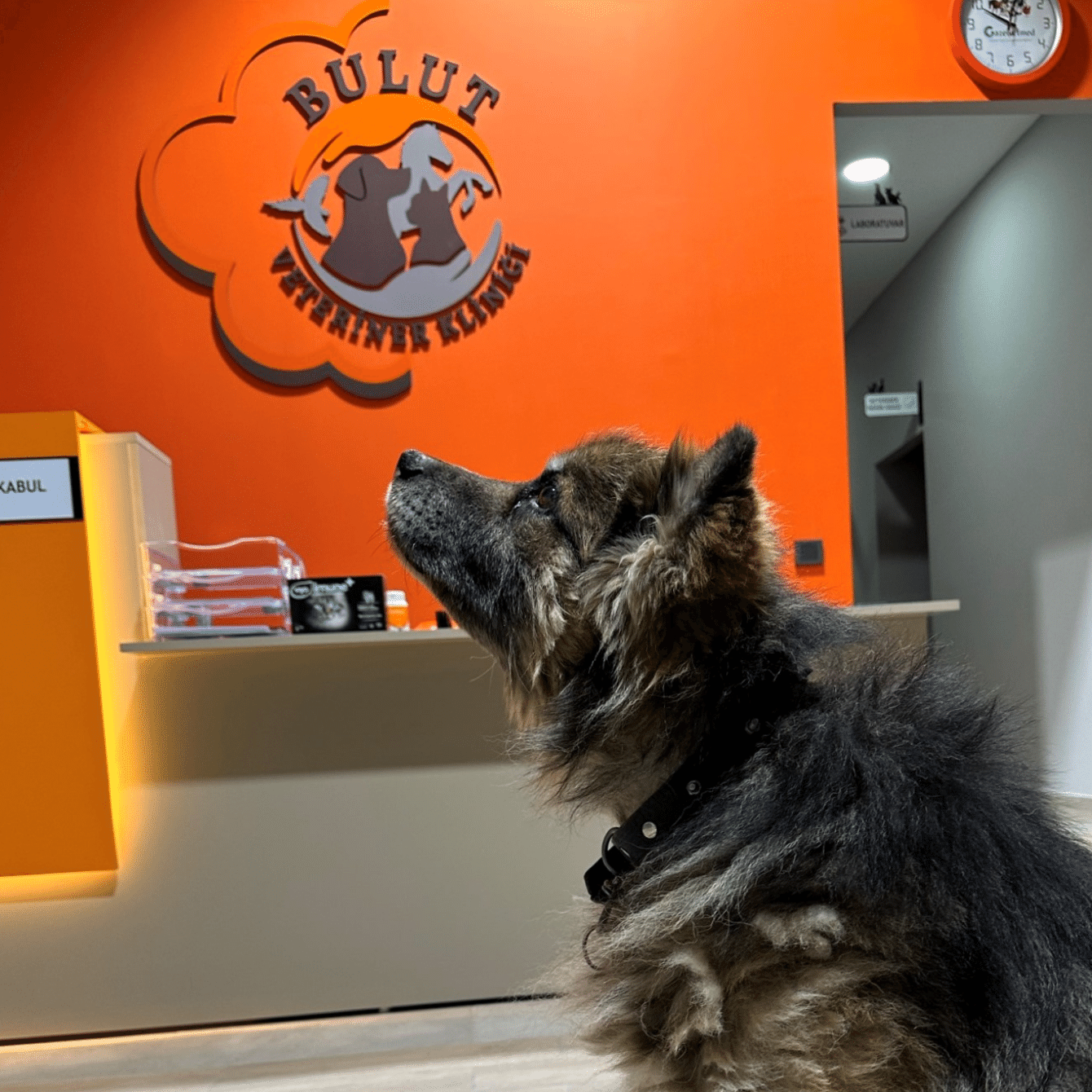 Bulut Veteriner Kliniği resepsiyonunda muayenesini bekleyen bir köpek