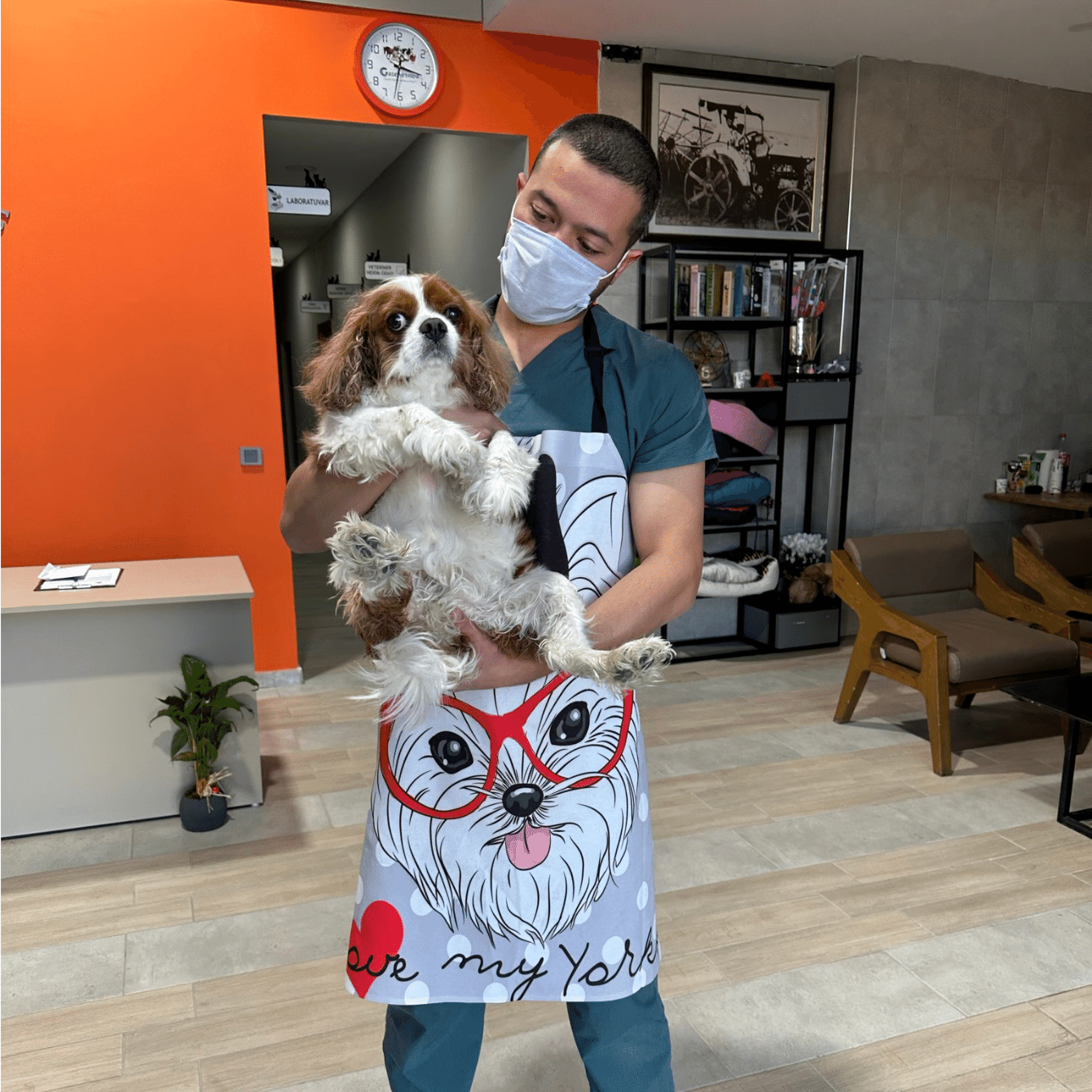 Bulut Veteriner Kliniği'nde muayene edilen bir köpek
